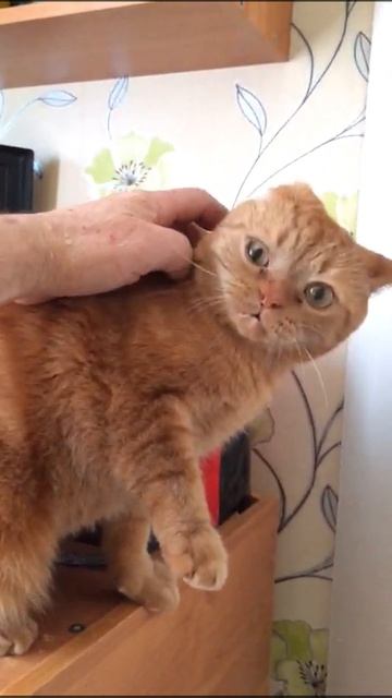 Марсюша - странный кот! 😸