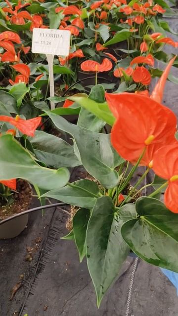 ANTHURIUM FLORIDA ORANGE #israel #gardenplants #топ #garden #flowerharvest #plants #flowers