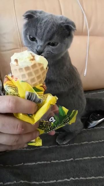Нельзя, но очень вкусно 😋 / Котёнок ест мороженое 🍦 /К