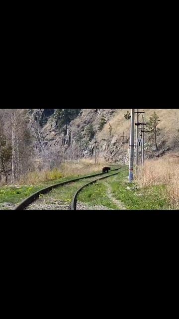 scene_output.mp4