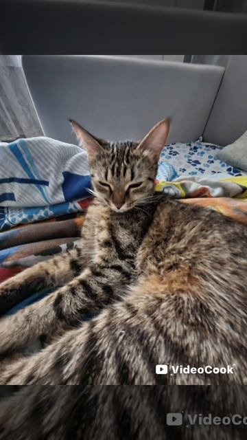 Моя кошка часть вторая
