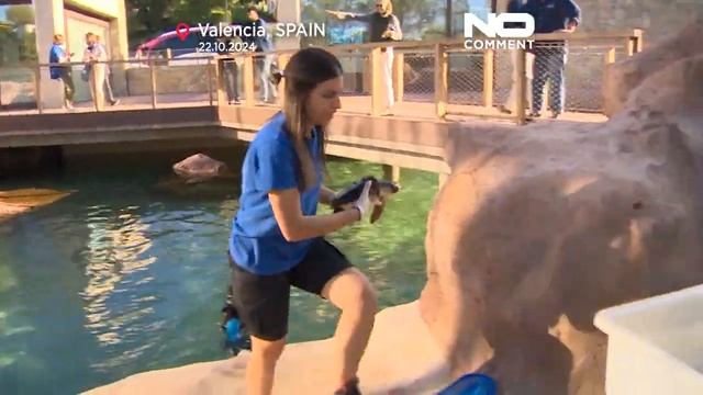 Без комментариев: 22 черепахи выпущены обратно в море в
