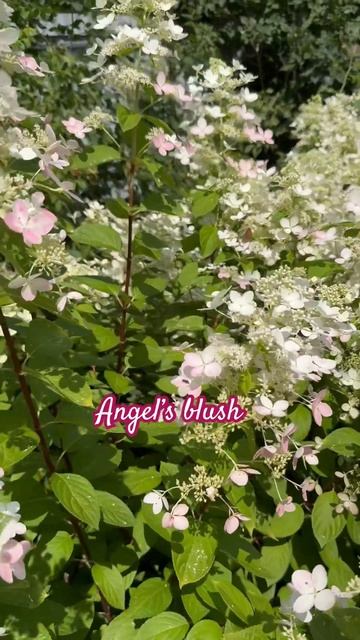#angels #blush #hydrangea #гортензия#garden#flowers #гортензія#садгортен