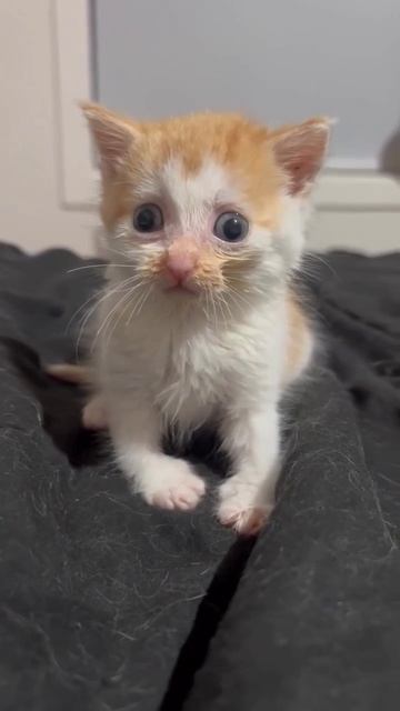котык