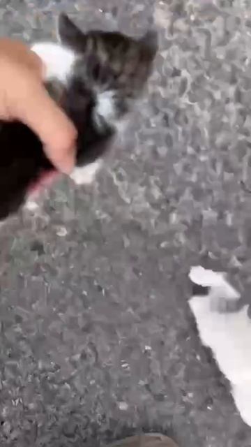 Мужчина останавливается, чтобы спасти котенка, но попадает в засаду 😍