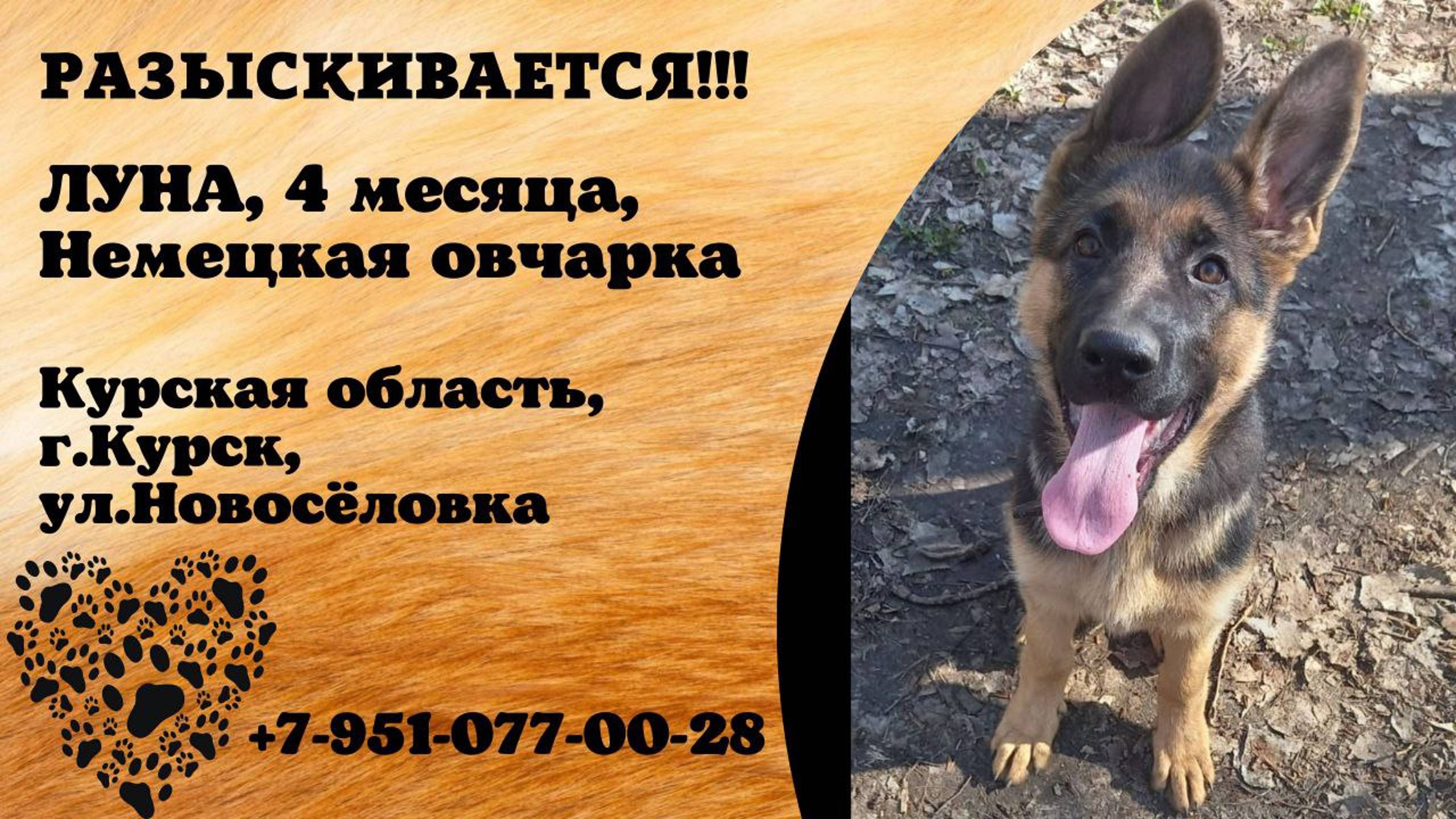 Пропала собака! ЛУНА. 4 месяца. Немецкая овчарка. Курская обл, г. Курск