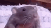Rat Dance meme (6 rats) Разные крысы