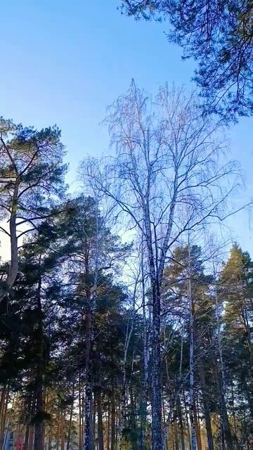 Вековые сосны #лес #лесной #зима