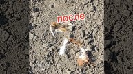 куриц моей бабушки больше нет😔