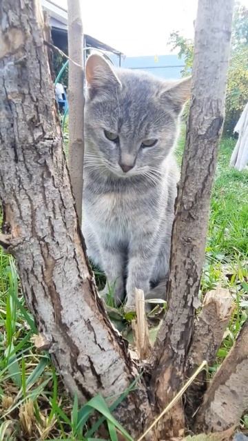 Быть  директором #кошки #прколысживотными#юмор