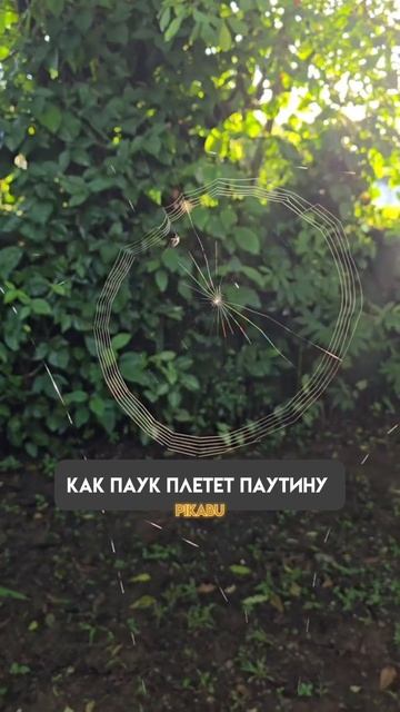 Залипательное плетение паутины