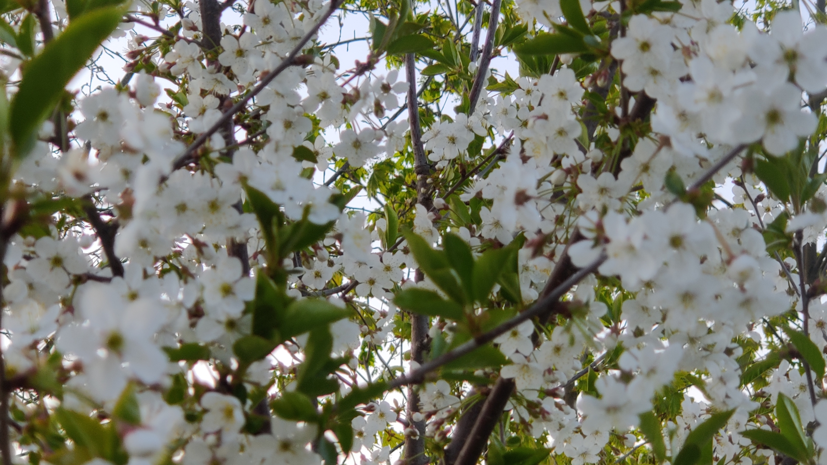 Храните в сердце память. исполнитель Милая Марья