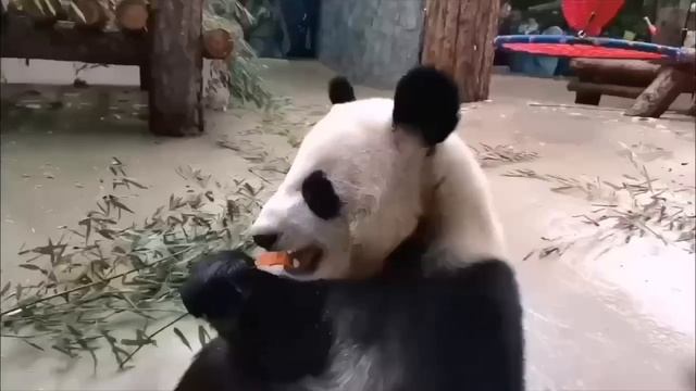 🐼Катюше из Московского зоопарка  в честь праздника Дня Победы подарили лакомство в форме звезды🐼