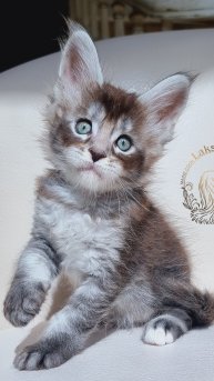 Triumph Mos Lakshestar котенок мейн кун 1 месяц 2 недели.