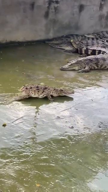 🐊 Иногда крокодилы рождаются без хвоста — все из-за редкой генетической мутации.