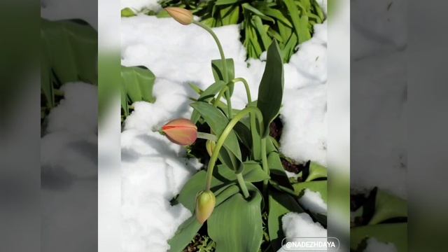 Апрельские снежные шуточки!