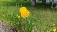 Одуванчики в деревне, деревенская атмосфера и уют, счастливая жизнь в деревне, деревенская природа