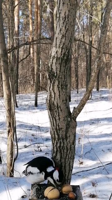 Дятел тоже любит грецкие орехи 😊