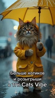 котики под дождем! Больше котиков и розыгрыши в нашем ?