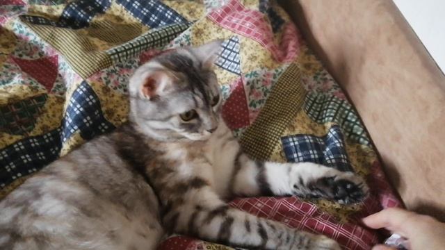 VID_20250508_150926.mp4