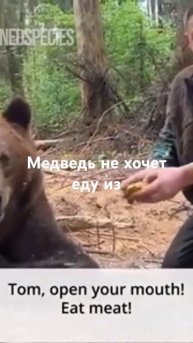 Медведь не хочет есть Макдоналдс