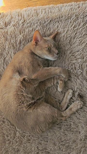 Должность любого кота #котик