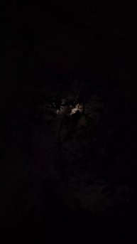 Пение соловья в лунную майскую ночь