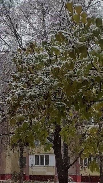 ❄🌨Первый снег первого ноября в Великом Новгороде.