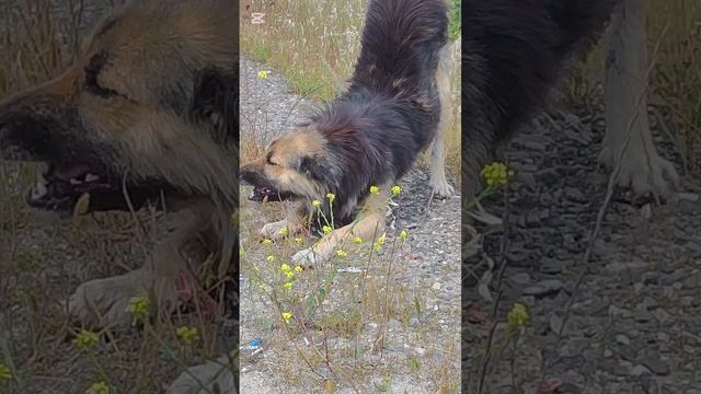 Вот такого чудного пёсика встретила по дороге
