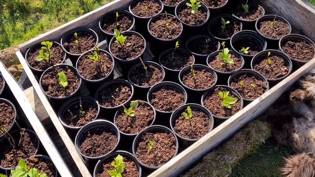 23.04.25 . Крупнолисная Гортензия  и весенняя перевалка.