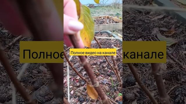 Проснувшаяся почка на побеге метельчатой гортензии, ч