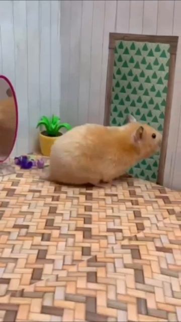 Хомячок вернулся домой.