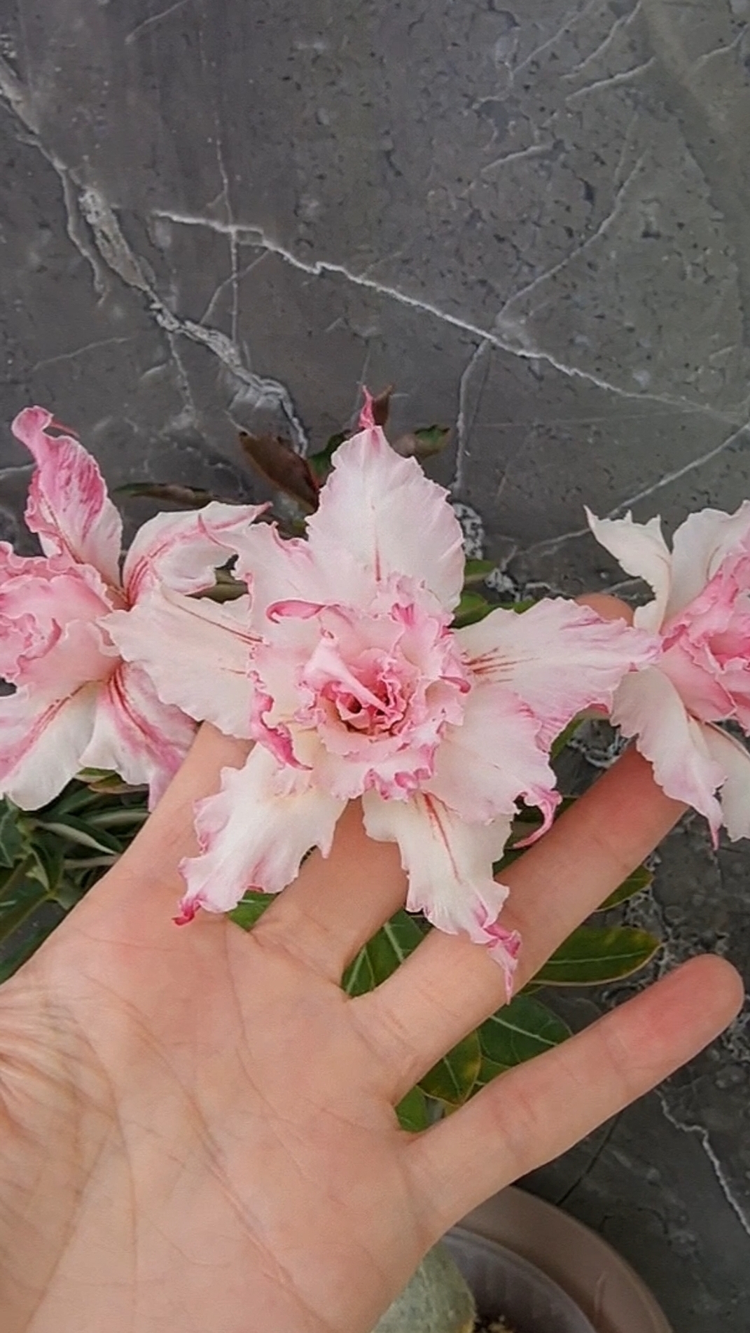 Адениум Райская птичка❤️