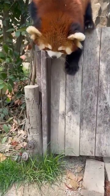Красная панда перелезает через забор ❤️😻🥰