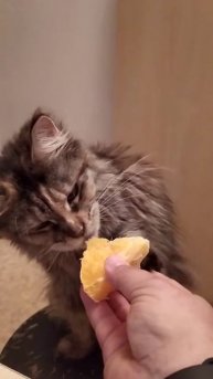 Кошка, которая изменила мир. Кошка ест апельсин!