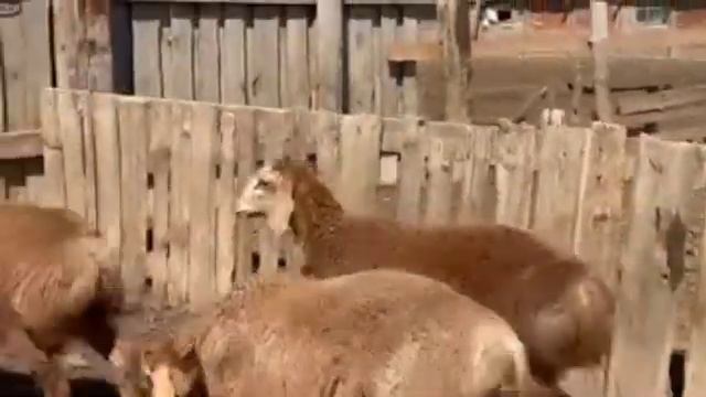 Астраханская область Черный яр . 89275513334.  300 голов баран