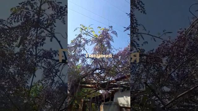 Глициния, лиана, требущая оочень хорошей опоры, скорос