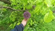 НАТАЛЬЯ ГУБАРЕВА. ПРИЕХАЛА К КОЛЕ МАРИНУЮ МЯСО НА ШАШЛЫК