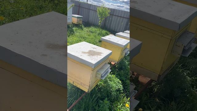 Облет пчел