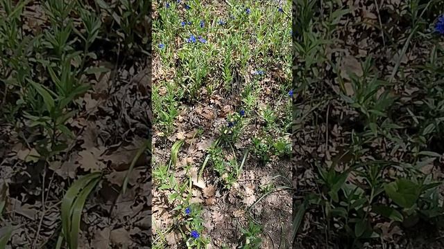 Старинный тоннель в другое пространство как будто!