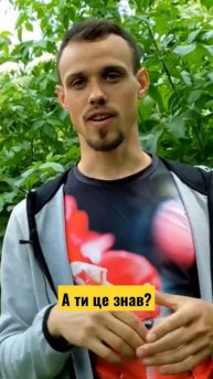 Бузина і все про неї #пасіка #пчеловодство #бджільницт?