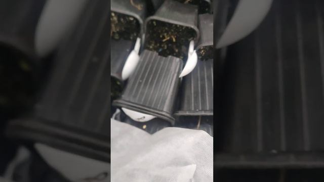 Как черенки гортензий этого года буду хранить зимой.