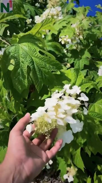 Дуболистная гортензия#hydrangeas #hortensia #beautiful #garden #quercifolia #fl