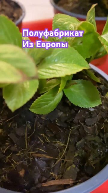 Гортензия крупнолистная🌸распаковка посылки 13.01.25