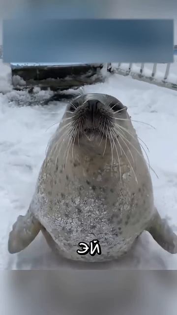Тюлени Уморительны 🦭