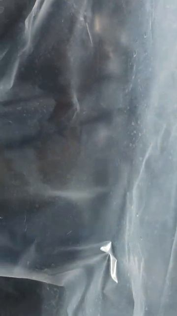 Березовый сок течёт что надо.  12 апреля.