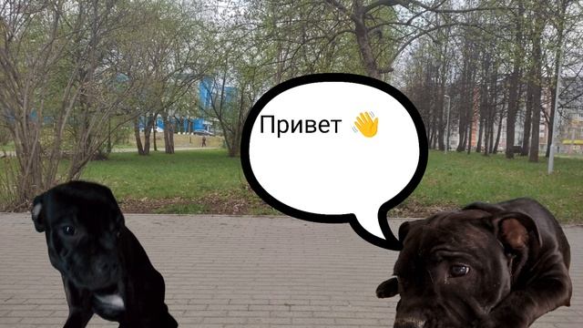 анимация. знакомство