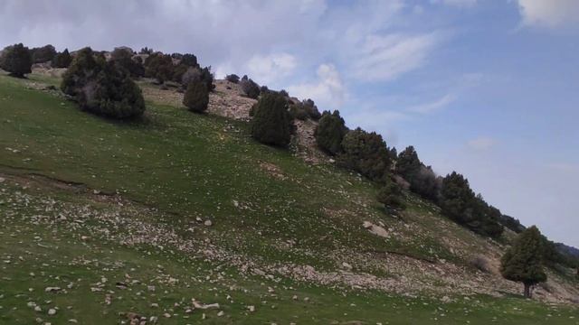 Курама