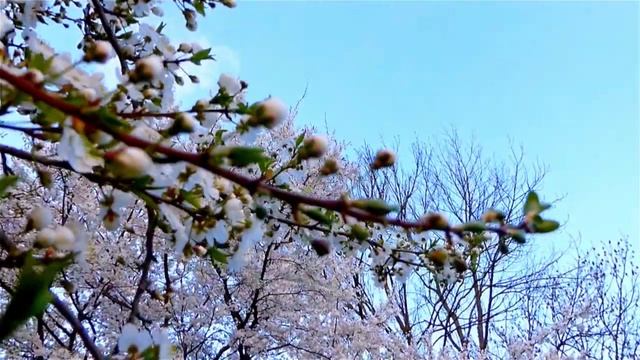 Люблю, жду... Видеопоэзия. Читает автор А. Шведун