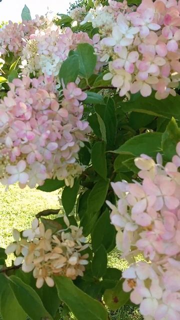 Гортензия